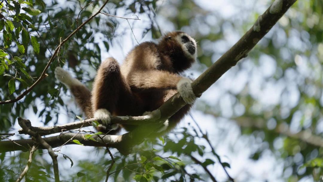 Photo of Others in Bukit Lawang