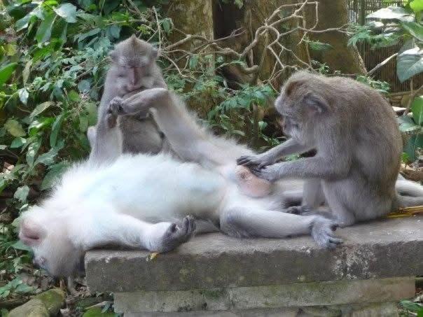 Photo of Others in Bukit Lawang