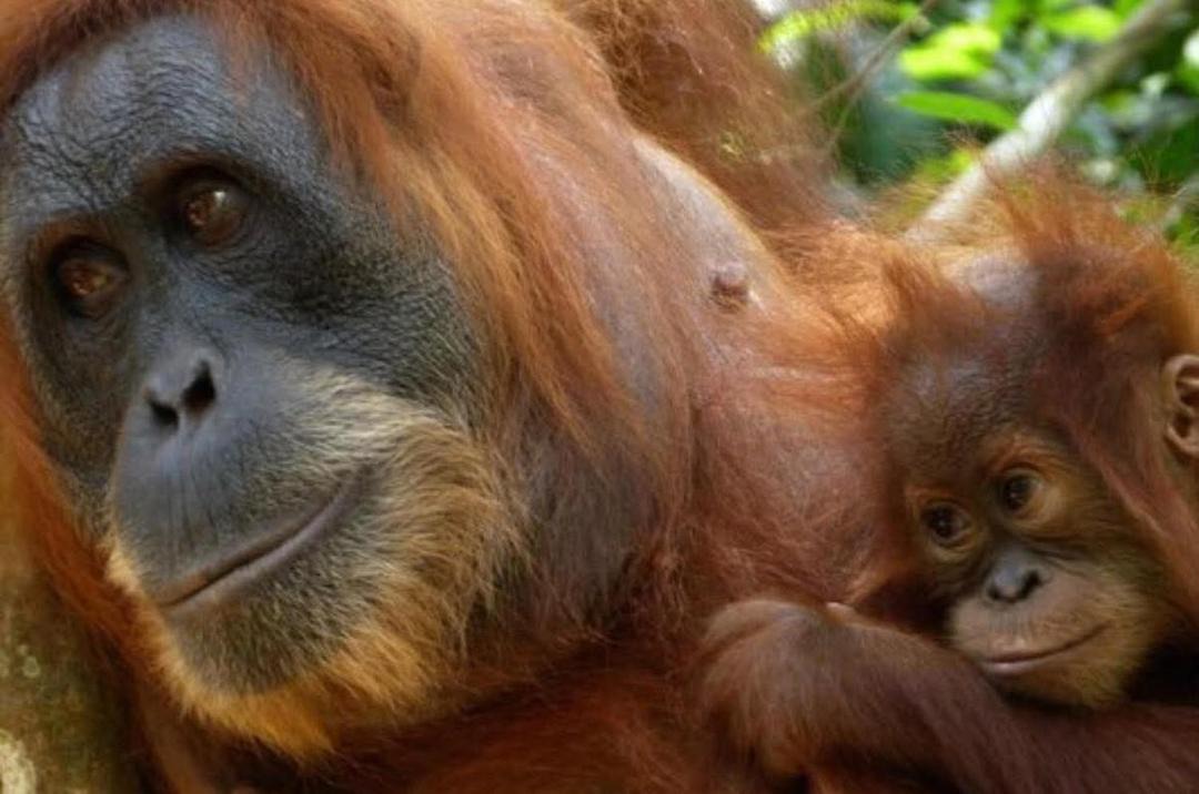 Photo of Others in Bukit Lawang