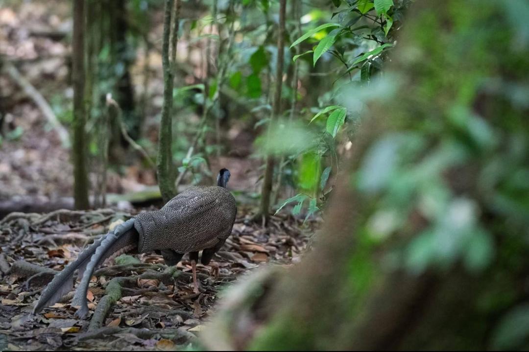 Photo of Others in Bukit Lawang