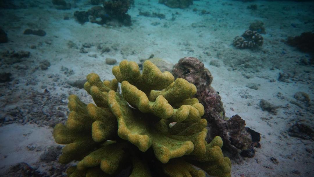 Photo of Others in Pulau Pef