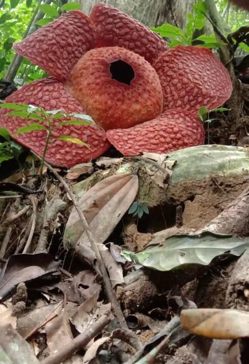 Photo of Others in Bukit Lawang