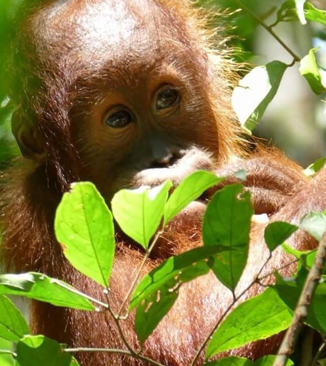 Photo of Others in Bukit Lawang