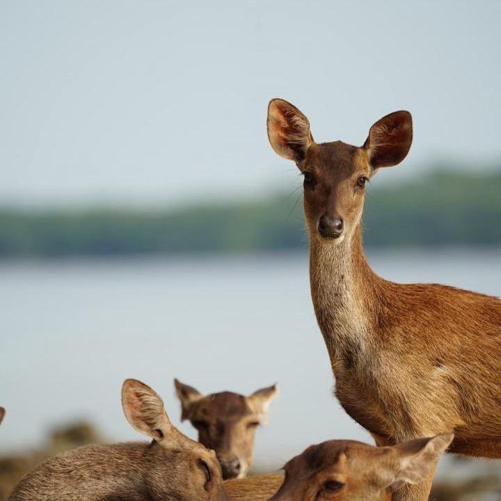 Photo of Others in Sumberklampok