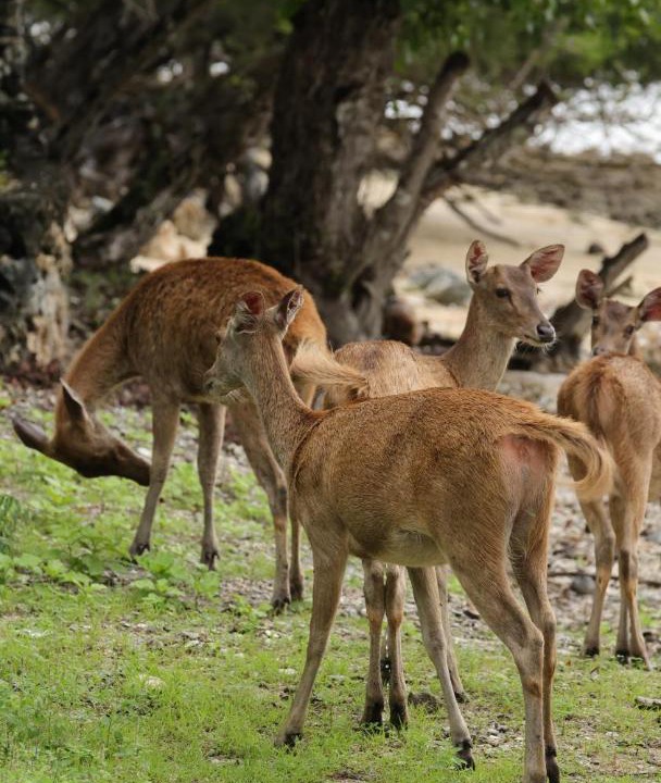 Photo of Others in Sumberklampok