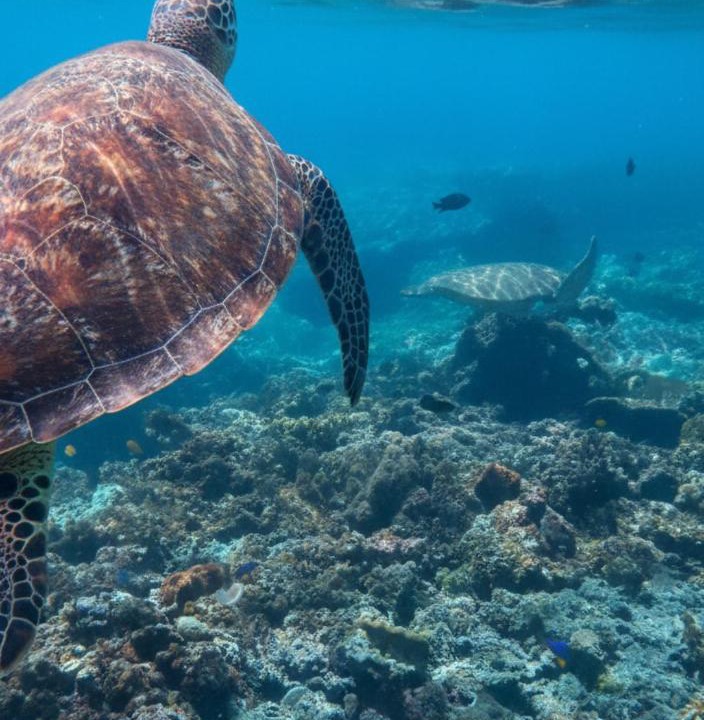 Photo of Others in Mushroom Bay