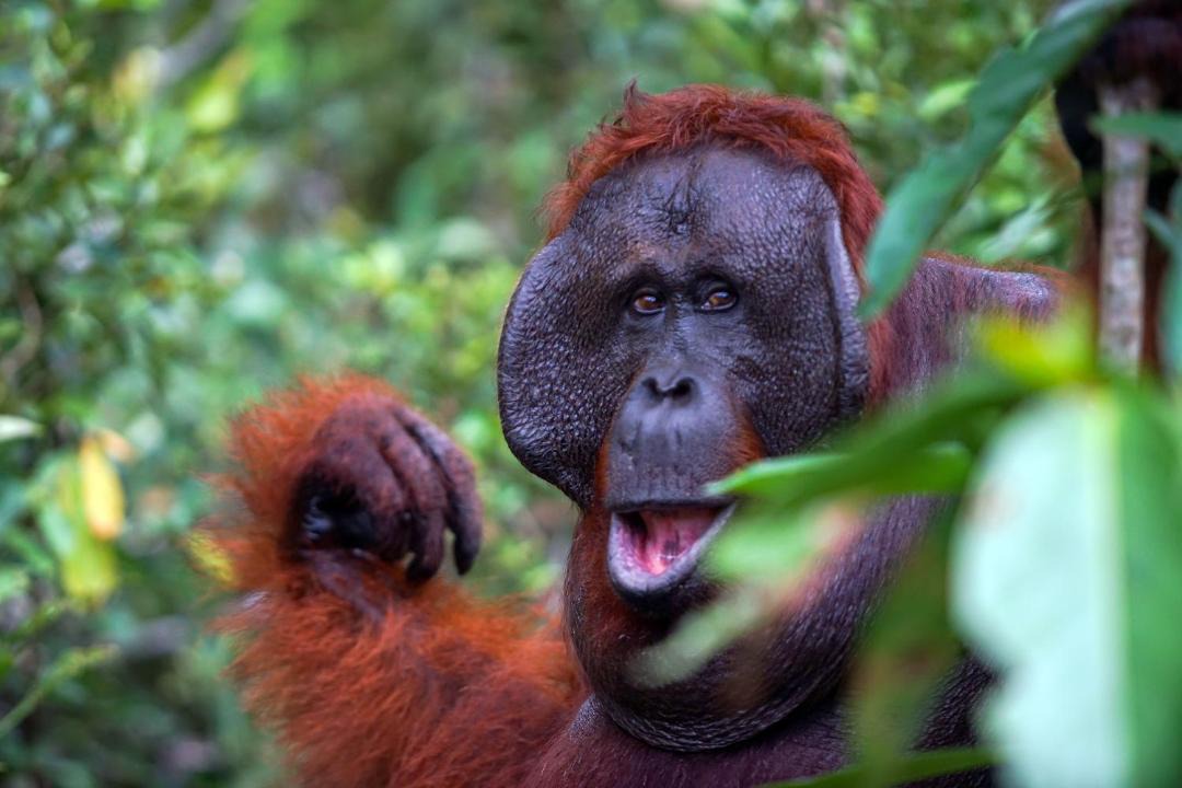 Photo of Others in Kalimantan