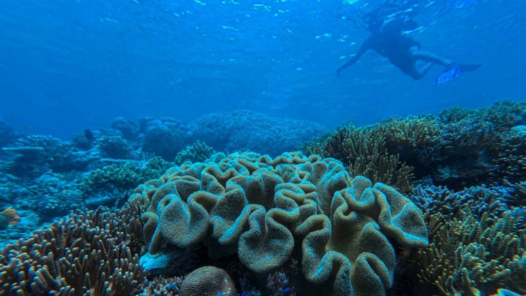 Photo of Others in Raja Ampat
