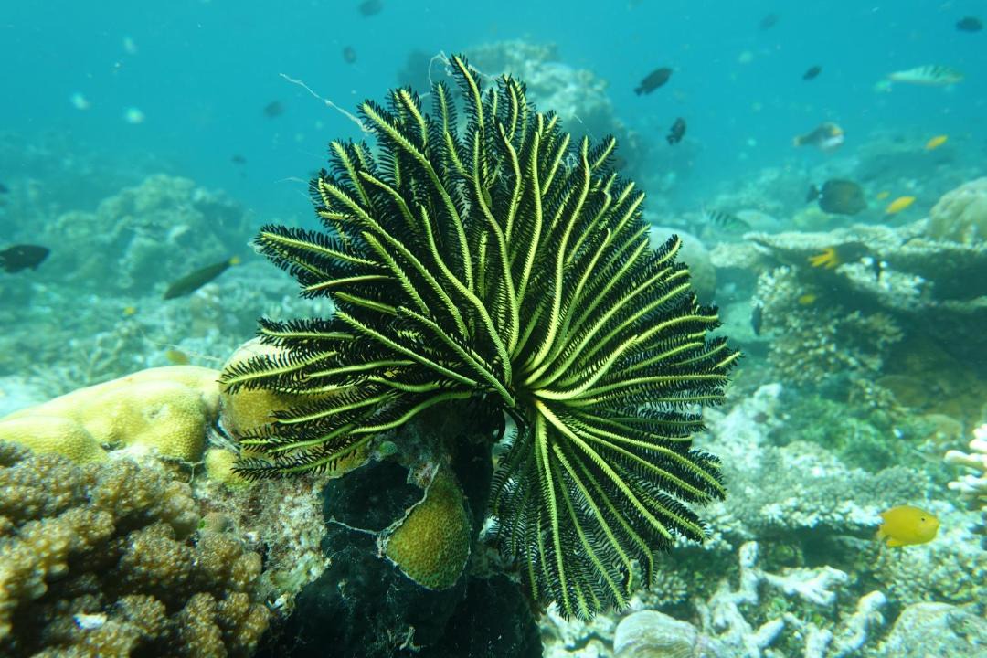 Photo of Others in Manyaifun