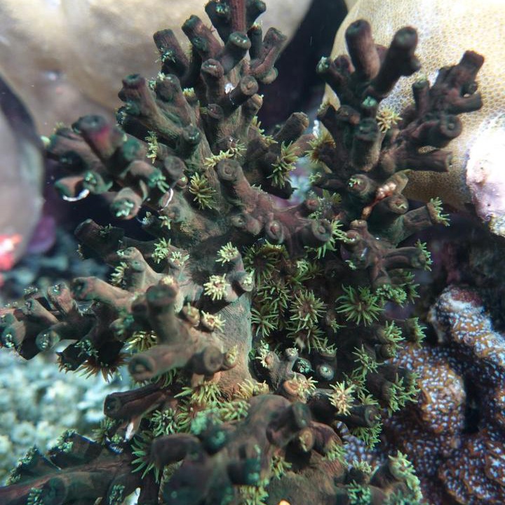 Photo of Others in Manyaifun