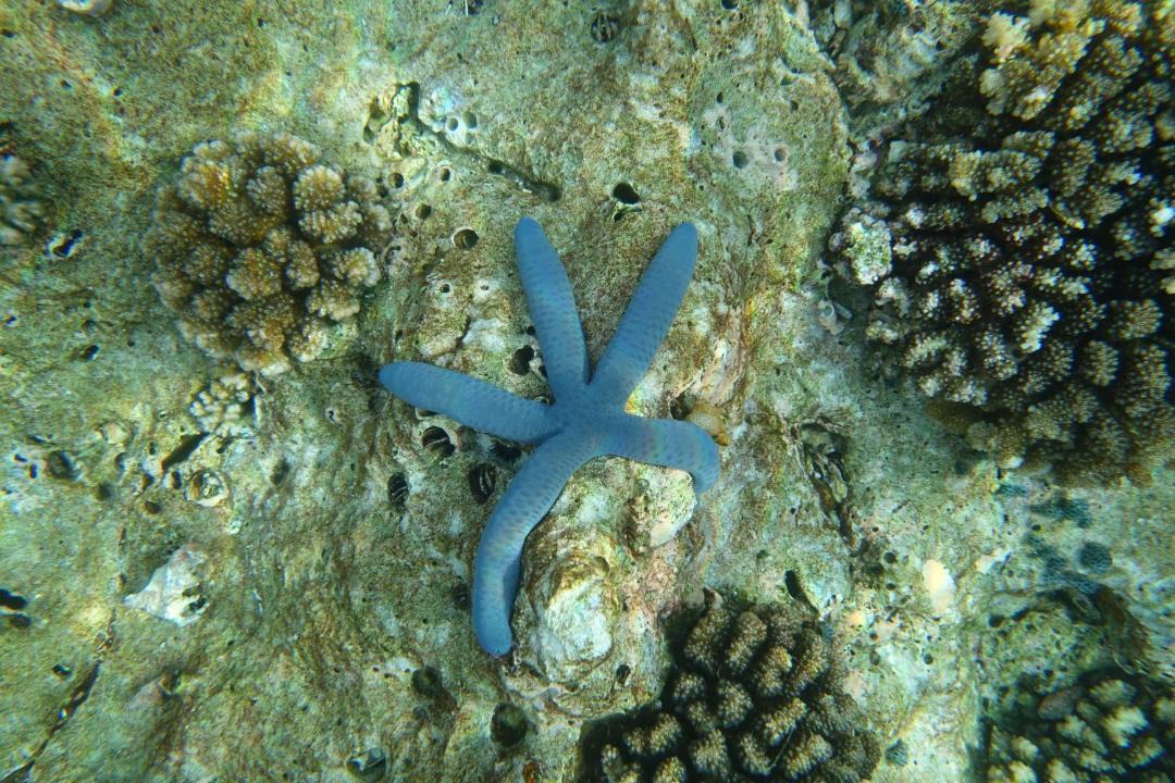 Photo of Others in Manyaifun
