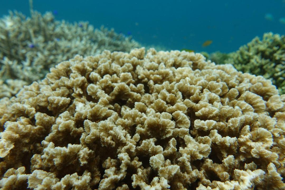 Photo of Others in Manyaifun