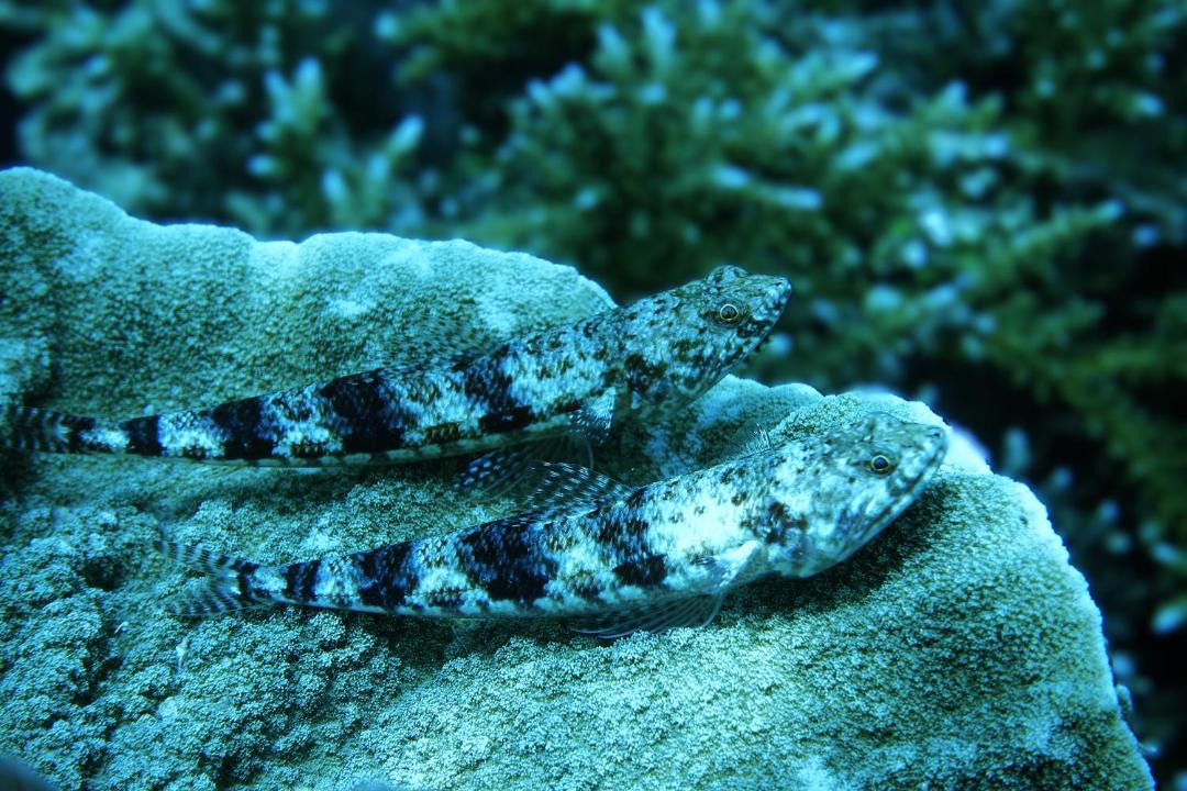 Photo of Others in Manyaifun