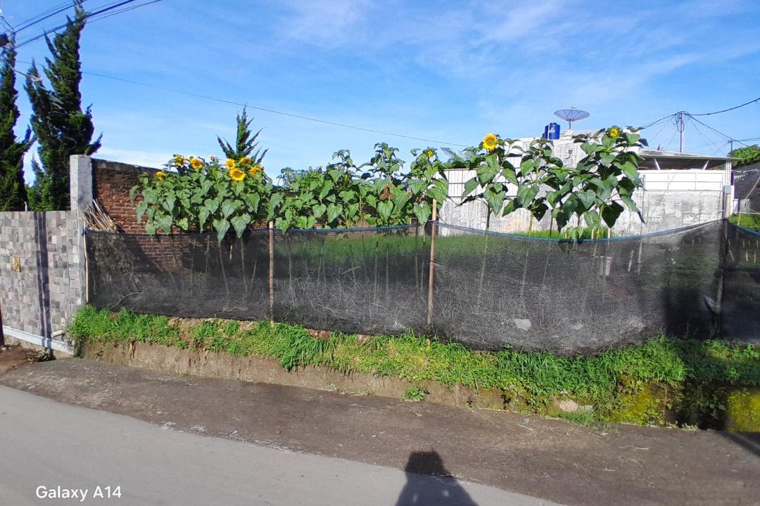 Photo of Others in Parongpong