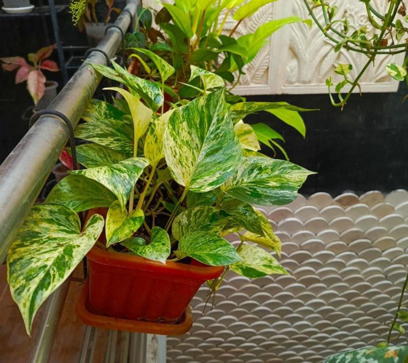 Photo of Patio Balcony in Surakarta