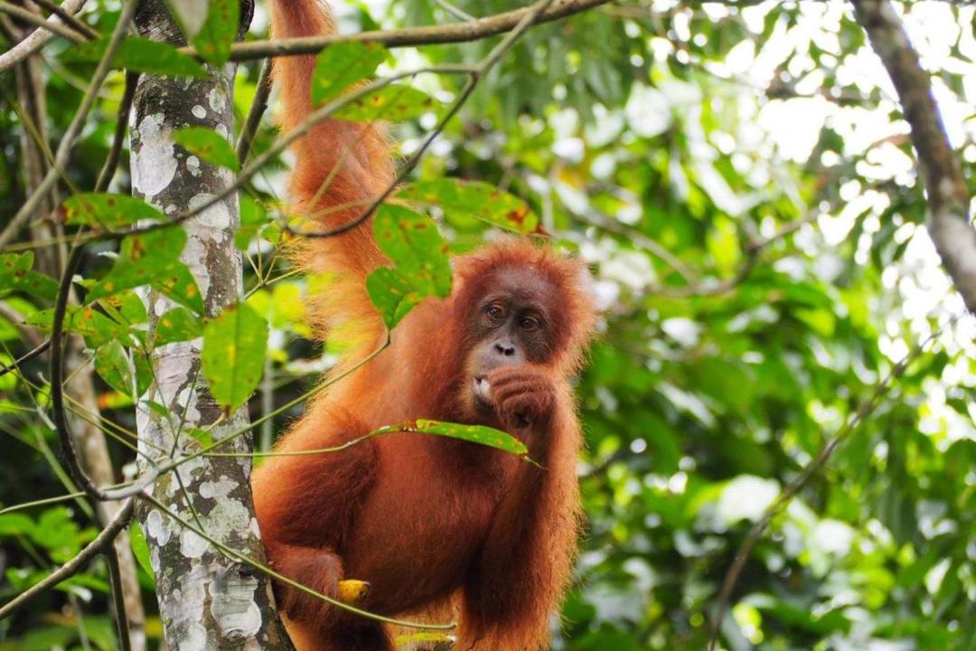 Photo of Others in Bukit Lawang