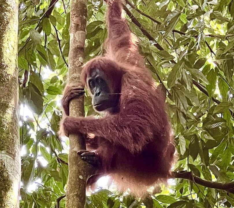 Photo of Others in Bukit Lawang