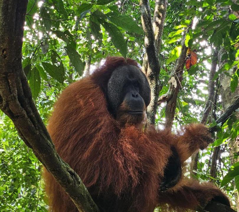 Photo of Others in Bukit Lawang