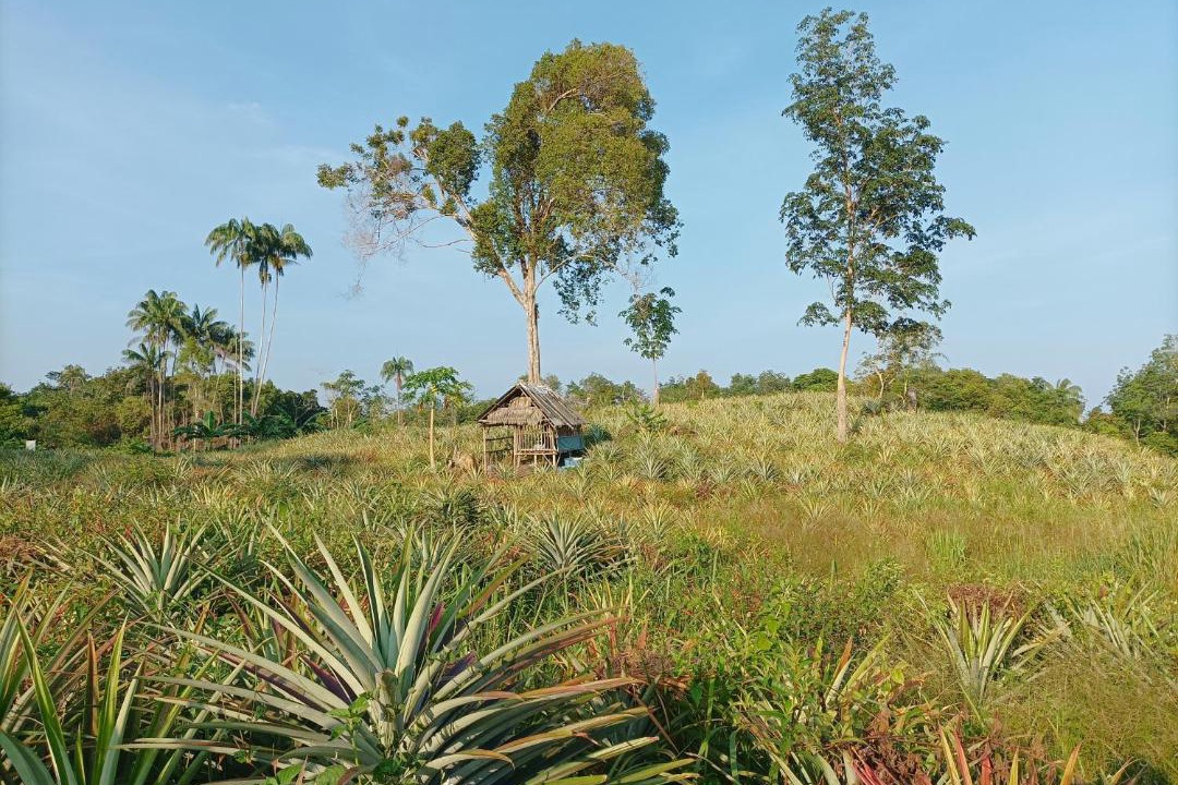 Photo of Others in Bintan