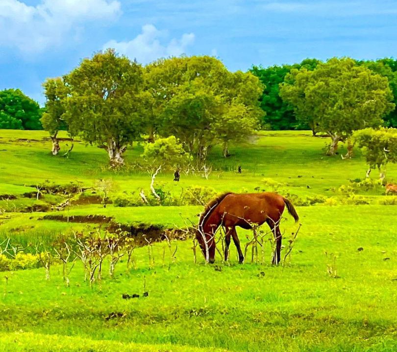Photo of Others in Rote Island