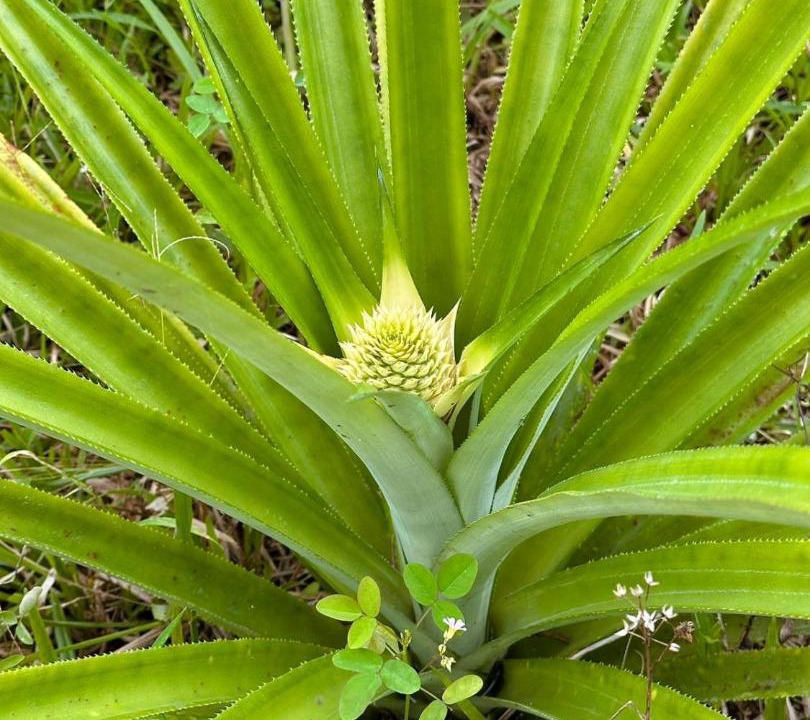 Photo of Outdoor in Sarongan