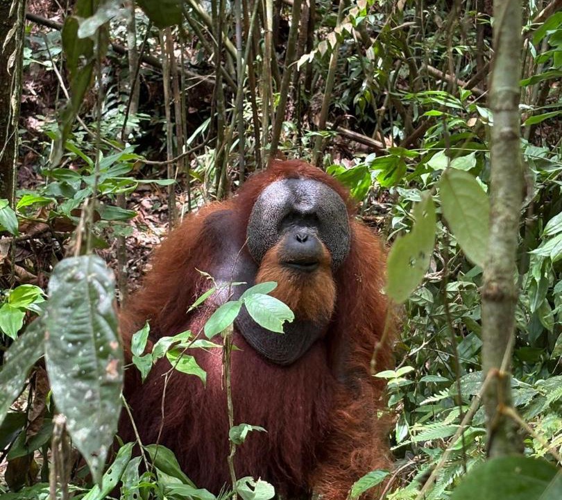 Photo of Others in Bukit Lawang