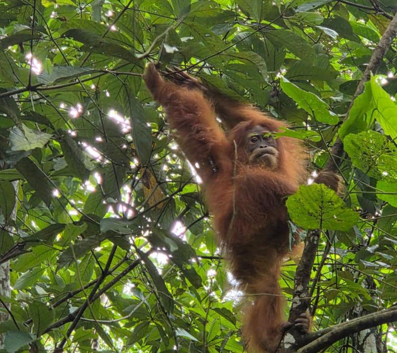 Photo of Others in Bukit Lawang