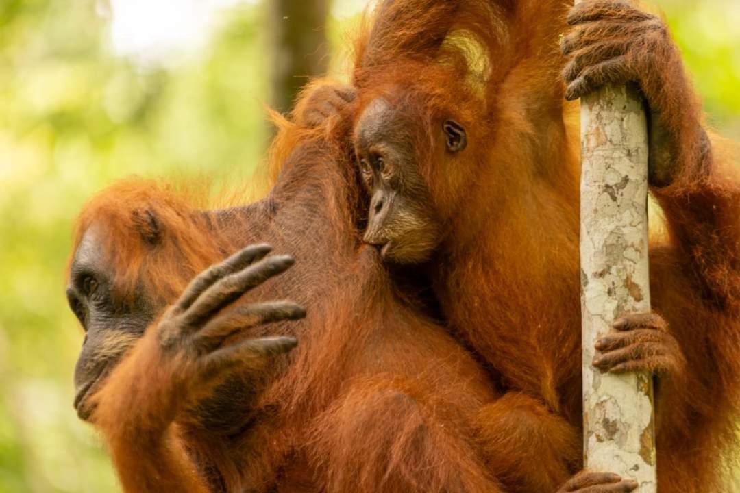 Photo of Others in Bukit Lawang