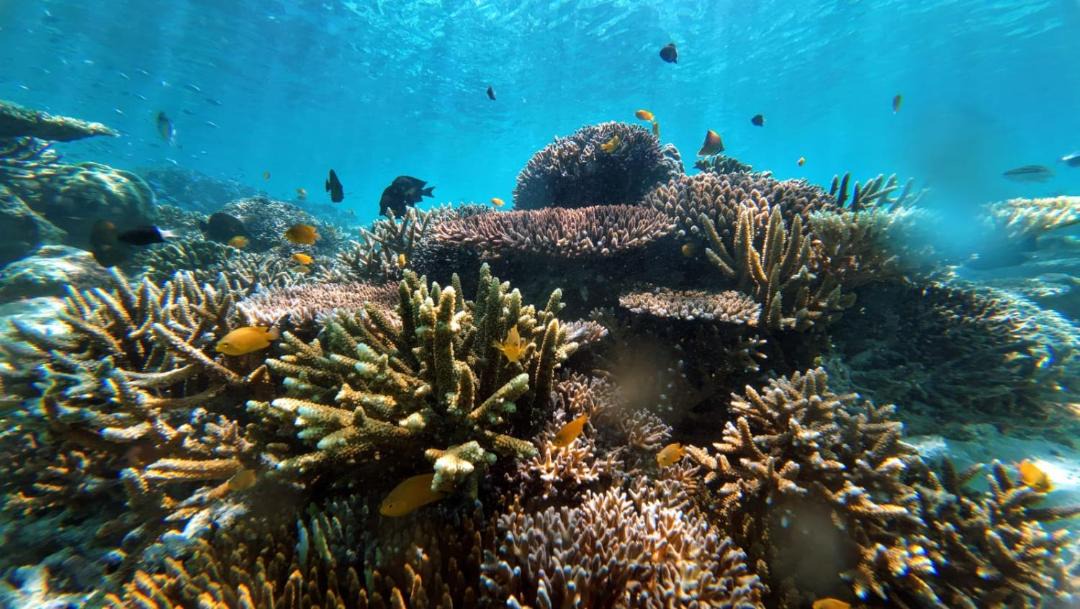 Photo of Others in Pulau Fam
