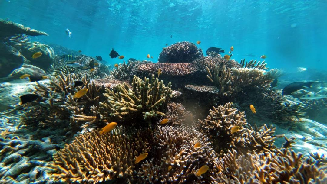 Photo of Others in Pulau Fam