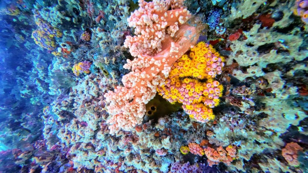 Photo of Others in Pulau Fam