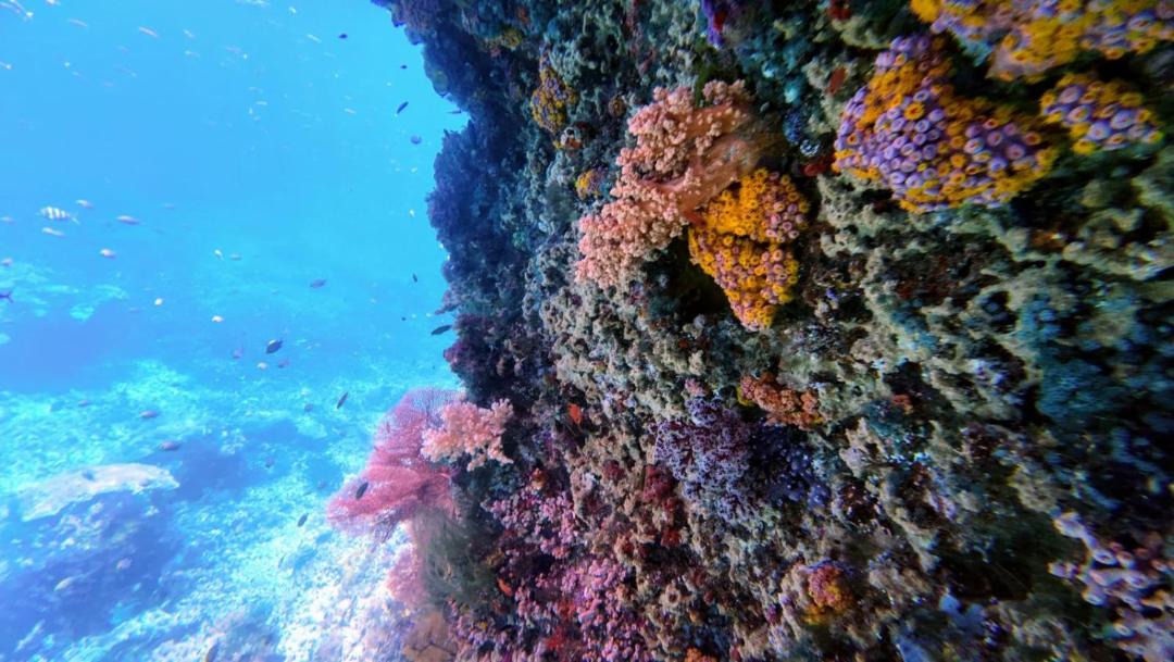 Photo of Others in Pulau Fam