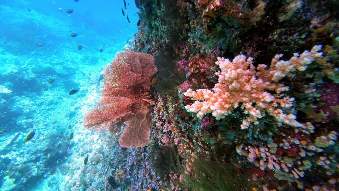 Photo of Others in Pulau Fam