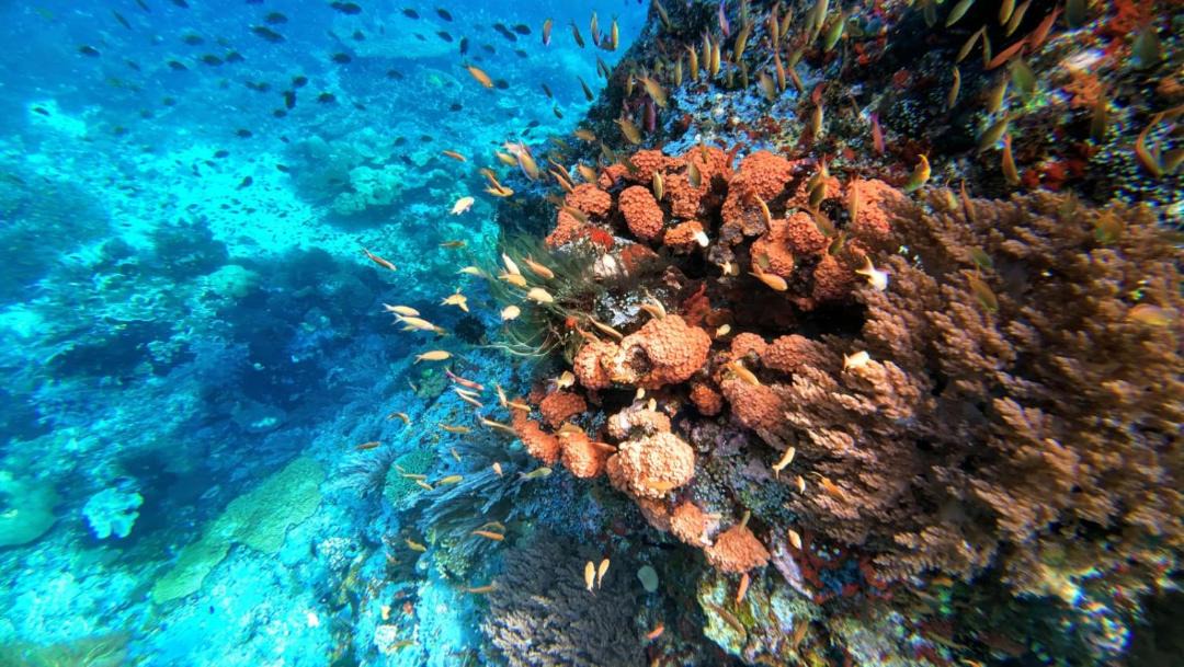 Photo of Others in Pulau Fam