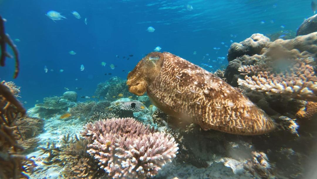Photo of Others in Pulau Fam