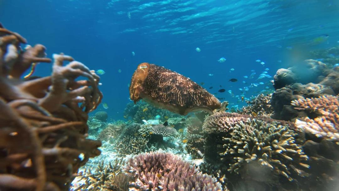 Photo of Others in Pulau Fam