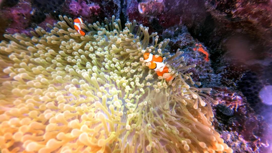 Photo of Others in Pulau Fam