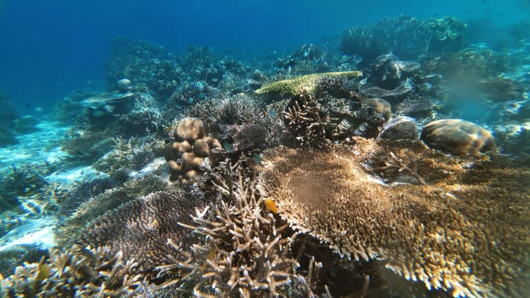 Photo of Others in Pulau Fam