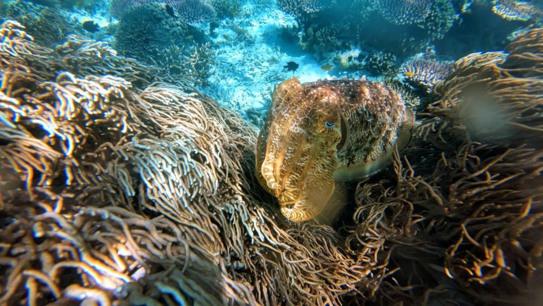Photo of Others in Pulau Fam