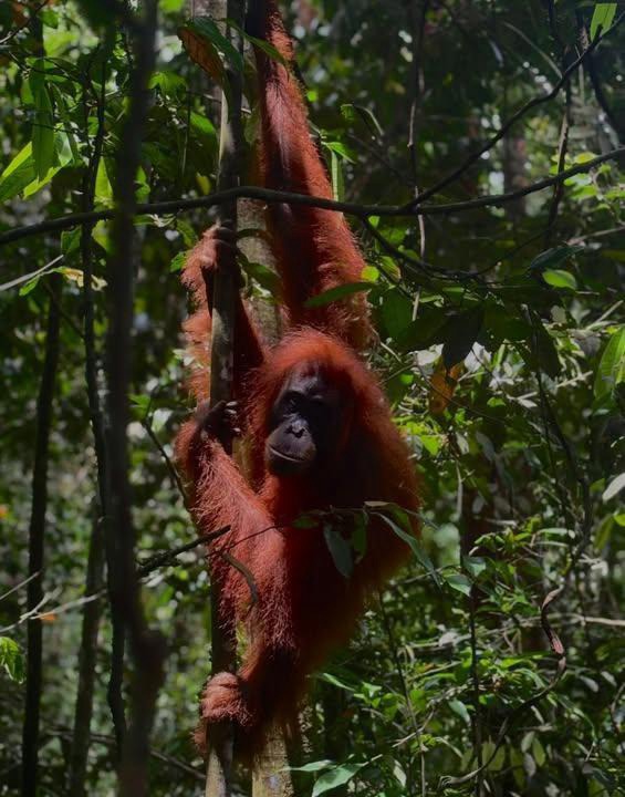 Photo of Others in Bukit Lawang