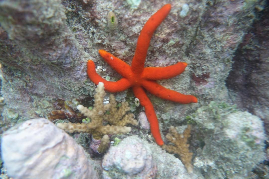 Photo of Others in Pulau Fam