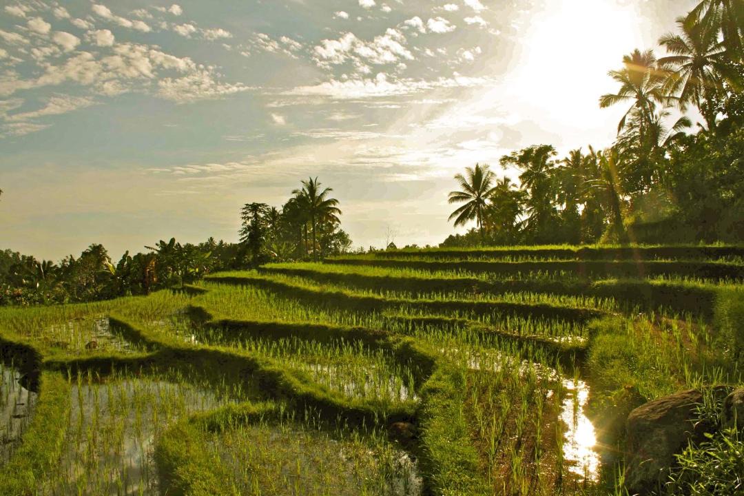 Photo of Others in East Selemadeg