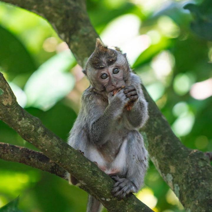 Photo of Others in Tetebatu