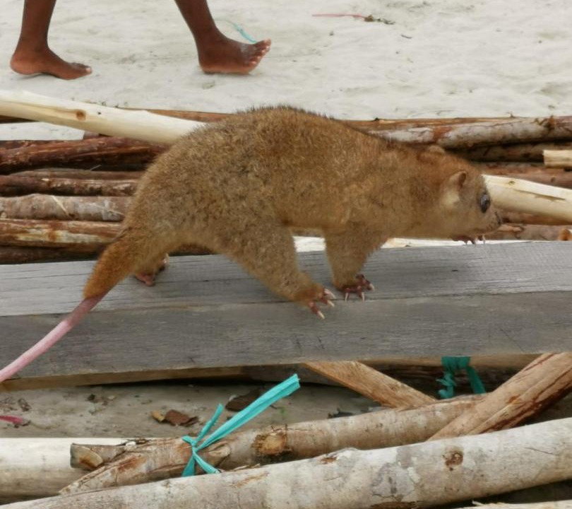 Photo of Others in Mansuar Island