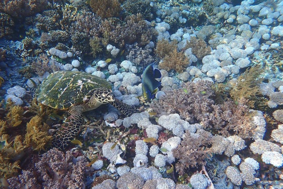 Photo of Others in Mansuar Island