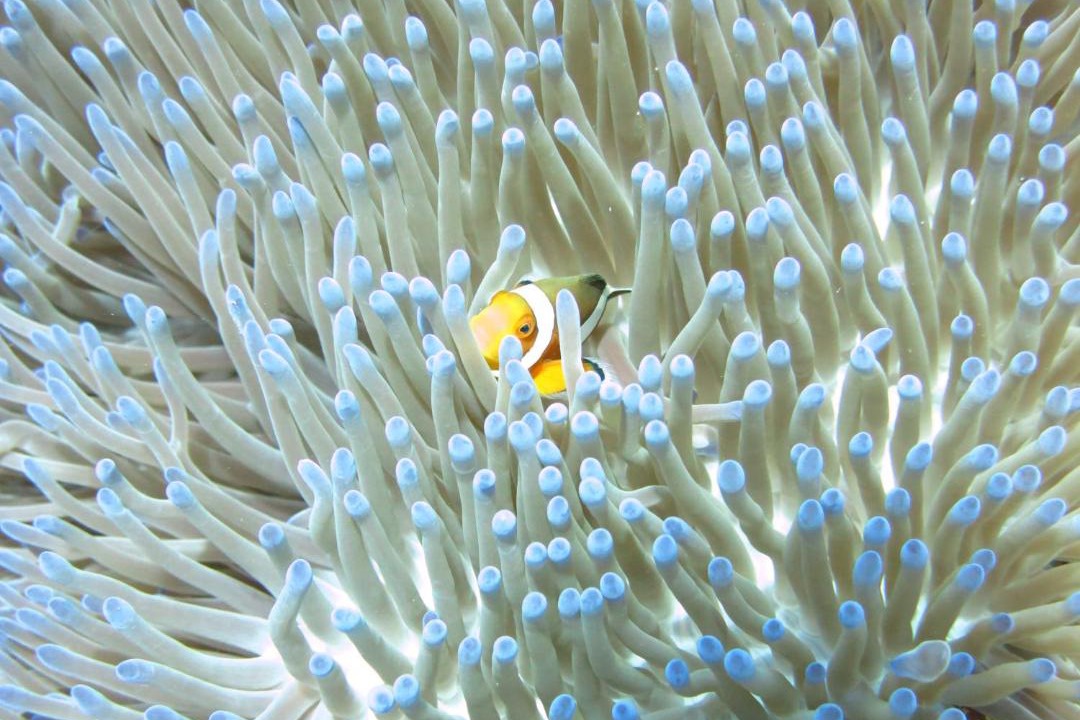Photo of Others in Pemuteran
