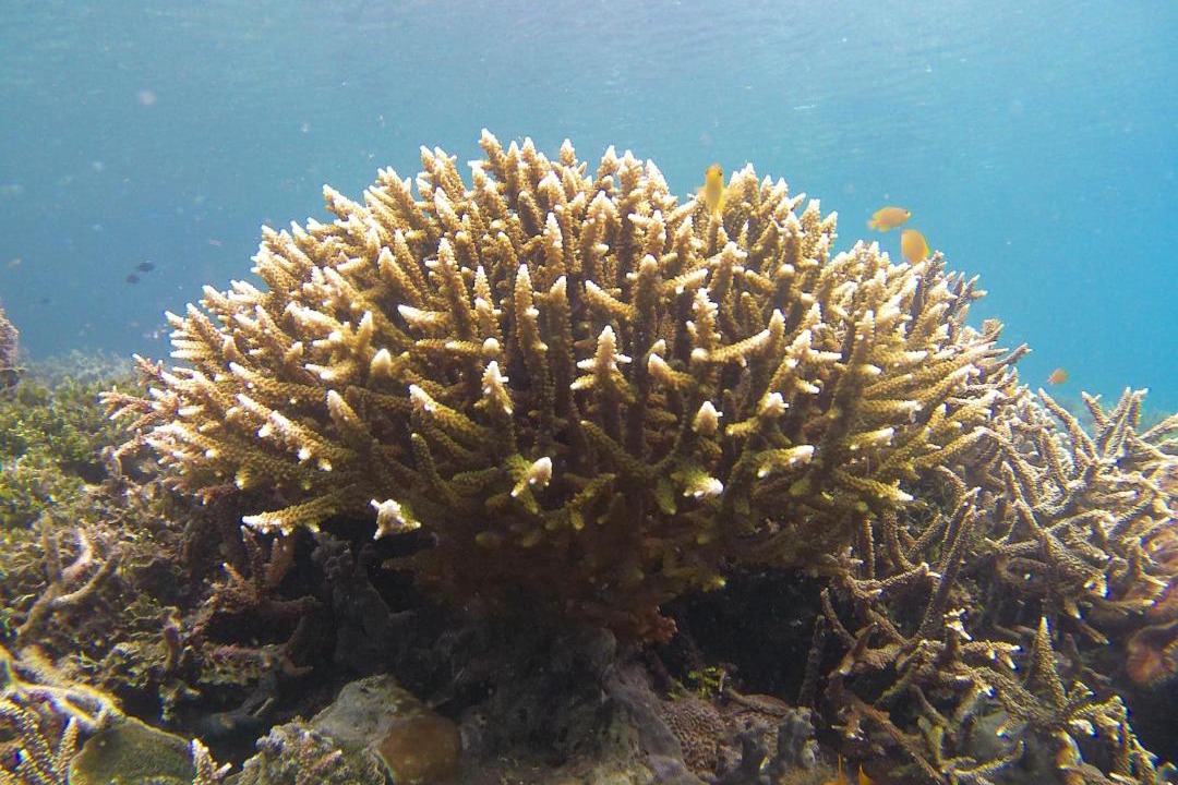 Photo of Others in Manyaifun