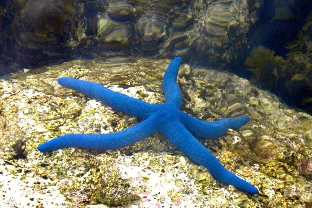 Photo of Others in Karimunjawa Islands