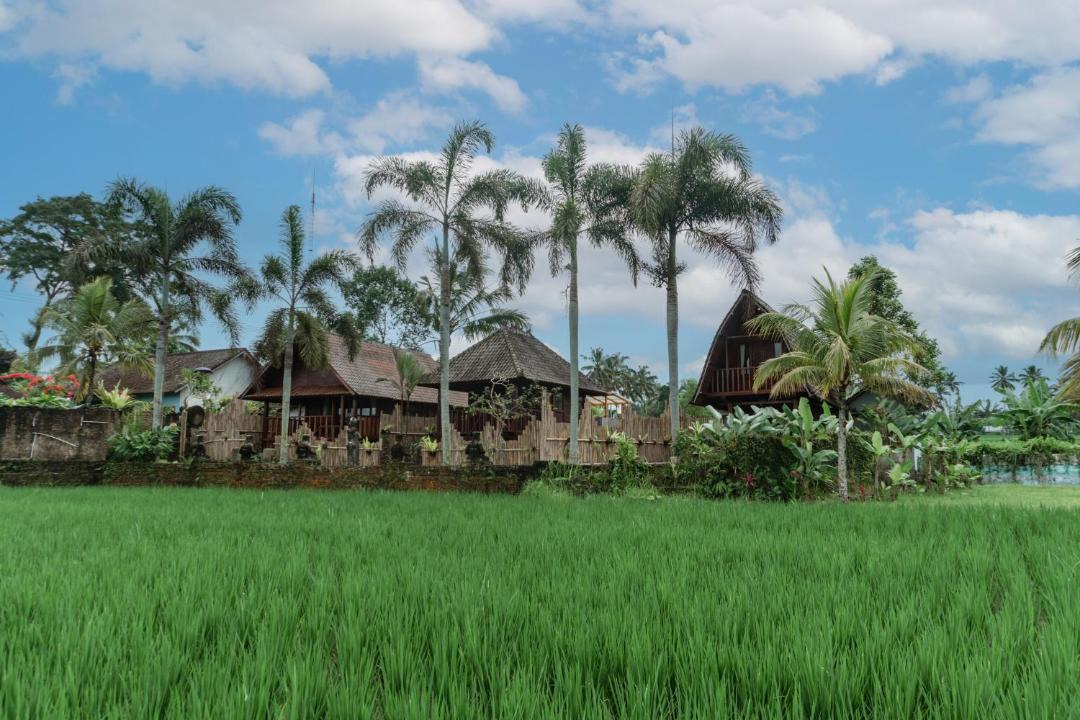 Photo of Others in Taro