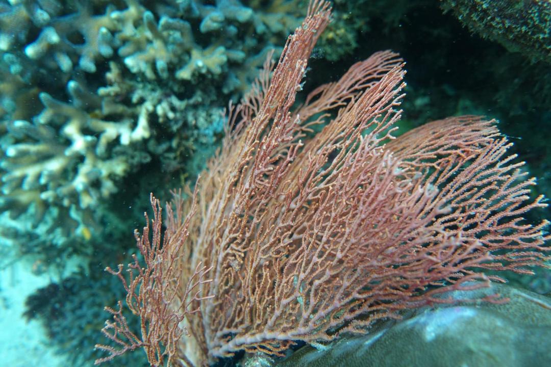 Photo of Others in Manyaifun